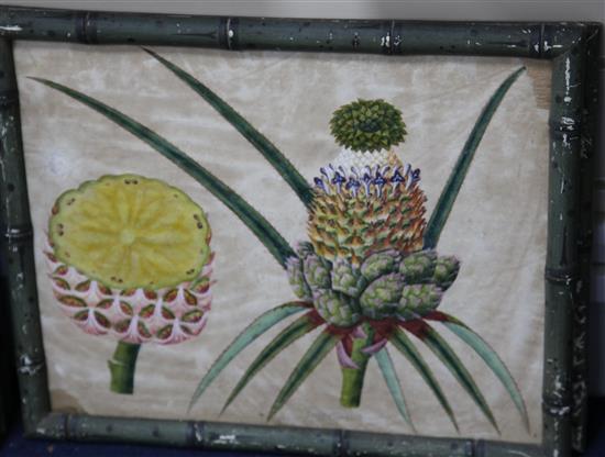 Captain E.A. McCurdy (19th C.) Botanical studies of Indian fruits 11.5 x 15in., housed in hand painted simulated bamboo frames